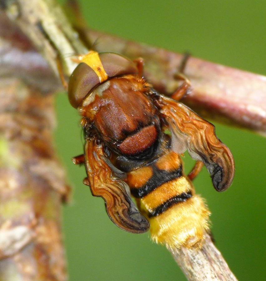 femmina di Volucella zonaria appena sfarfallata